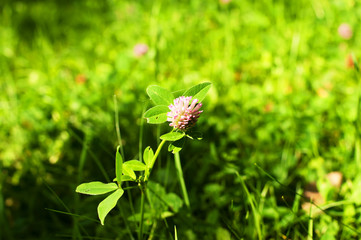 clover flower