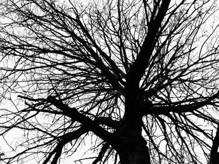 Tree silhouette
