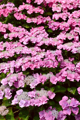 Mountain Hydrangea flower (Hydrangea serrata)