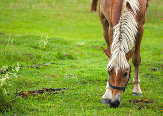 Horse grazing