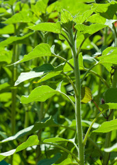 Green sunflower sprout