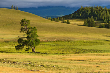 Fototapeta premium Steppe mountains tree