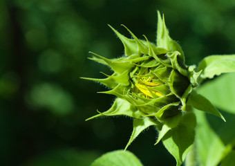 Sunflower young bud