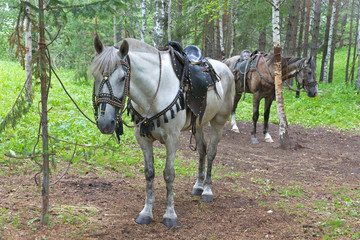 Saddled horses