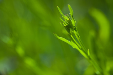 Green plant background