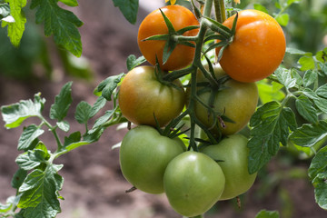 Tomatoes garden