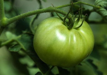 Green tomato garden