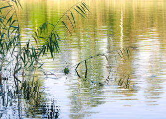 Reed pattern reflections