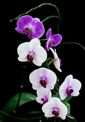 Orchid flowers isolated