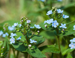 Forget-me-not close up