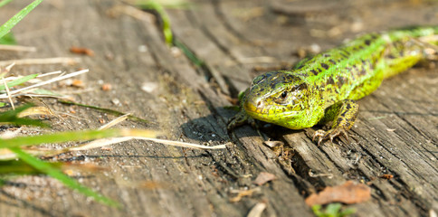 Green lizard