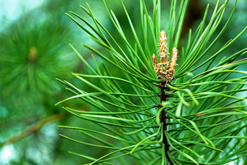 Spring young  pine needles