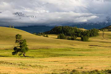 Obraz premium Mountains steppe tree