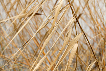 Dry reeds pattern