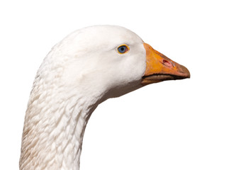 White goose head isolated on the white background