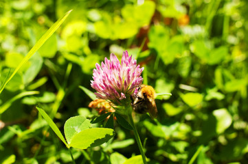 clover flower