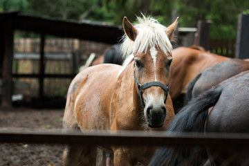 Obraz premium Chestnut horse portrait
