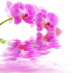 Obraz na płótnie Canvas Pink orchid water reflection