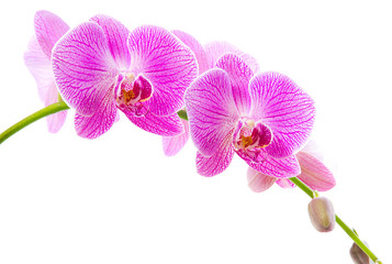 Pink orchid flowers isolated on white