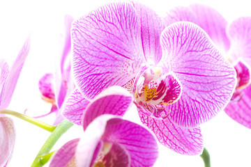 Purple orchid isolated white