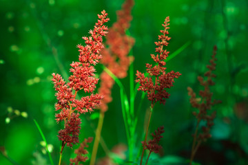 Astilbe flowers
