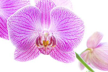 Naklejka na ściany i meble Orchid flower isolated