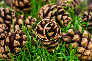 Two gold wedding rings lying on a pile of pine cones in grass.