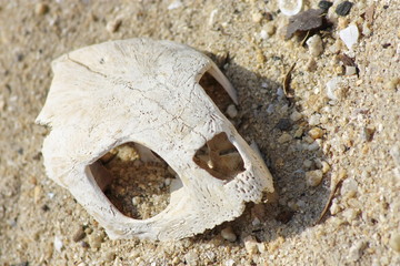Obraz premium sea turtle skull.