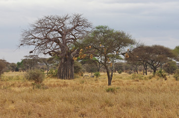 Baobab dans la savane Africaine en été