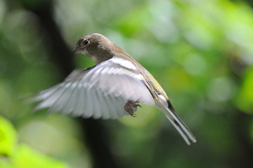 Flying female Chaffinch in autumn