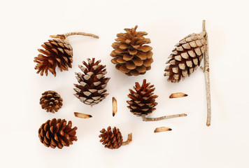 Top view of pine cones on white background