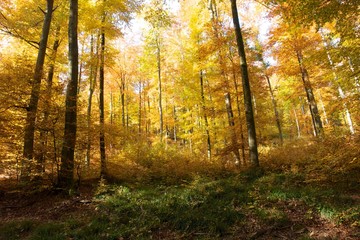 Obraz premium Herbstimpressionen