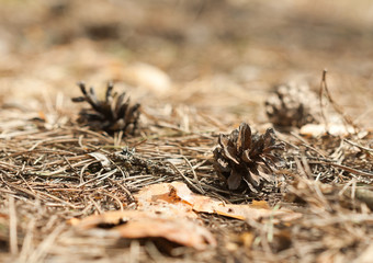 Pine cones