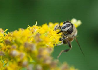 Hoverfly close up