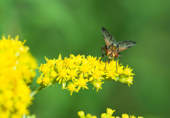 Tachinidae fly close up