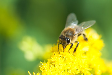 Colletes bee closeup