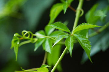 Vine leaves close up