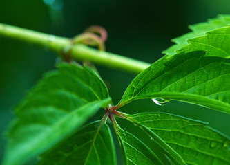 Vine leaves background