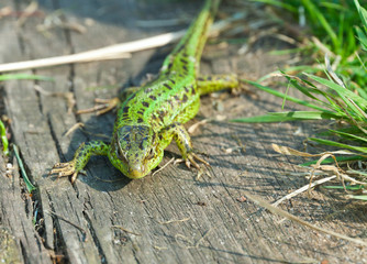 Lizard close up