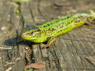 Lizard closeup