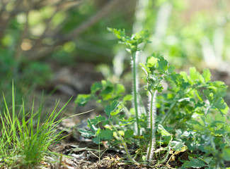 Celandine plant closeup