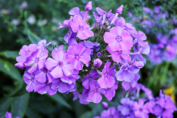 Obraz premium Inflorescence purple phlox