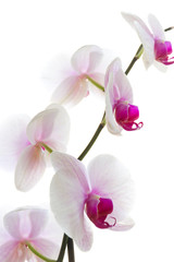 Orchid isolated white