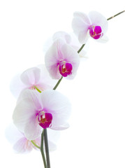 Orchid flower isolated white