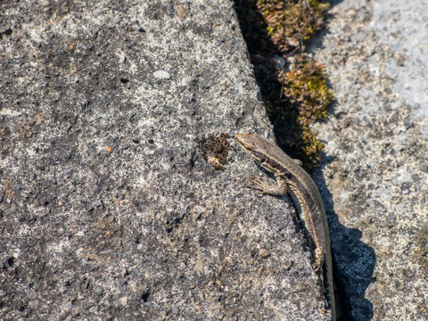 small shy sand lizard coming out of rock crack