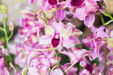Fototapeta premium Beautiful orchid garden, outdoor background