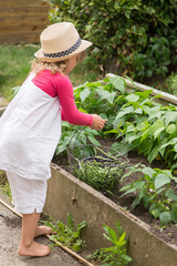 jolie enfant cueillant des haricots verts