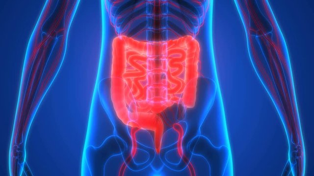 Human Body Organs Anatomy (Large and Small Intestine with Nervous System)