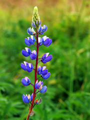 Lupinenblüte