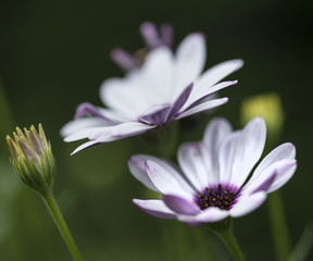Lovely close up image of White Cape Daisy flower